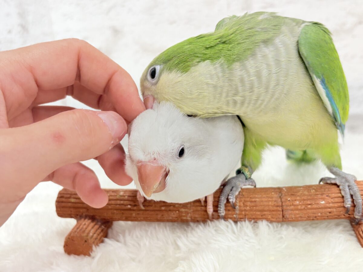 オキナインコ