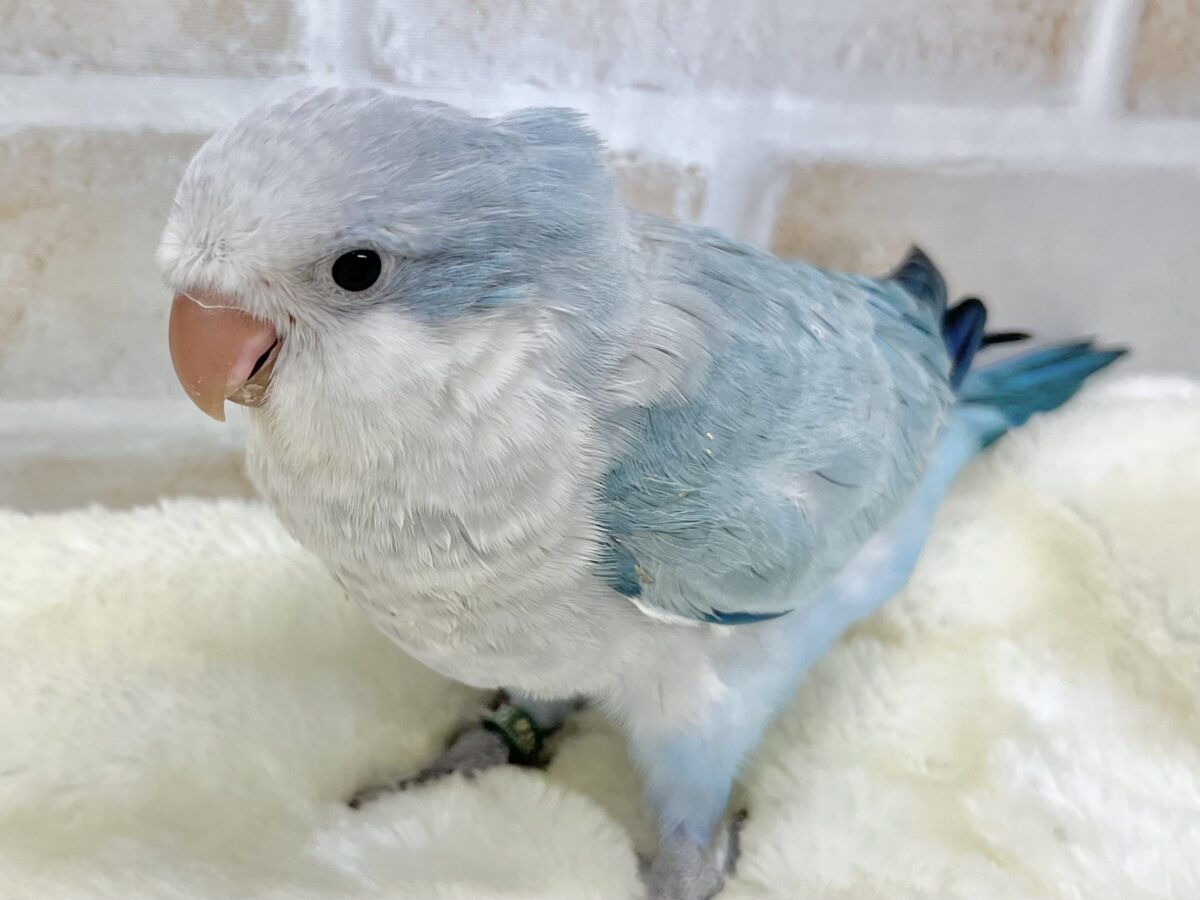 オキナインコ