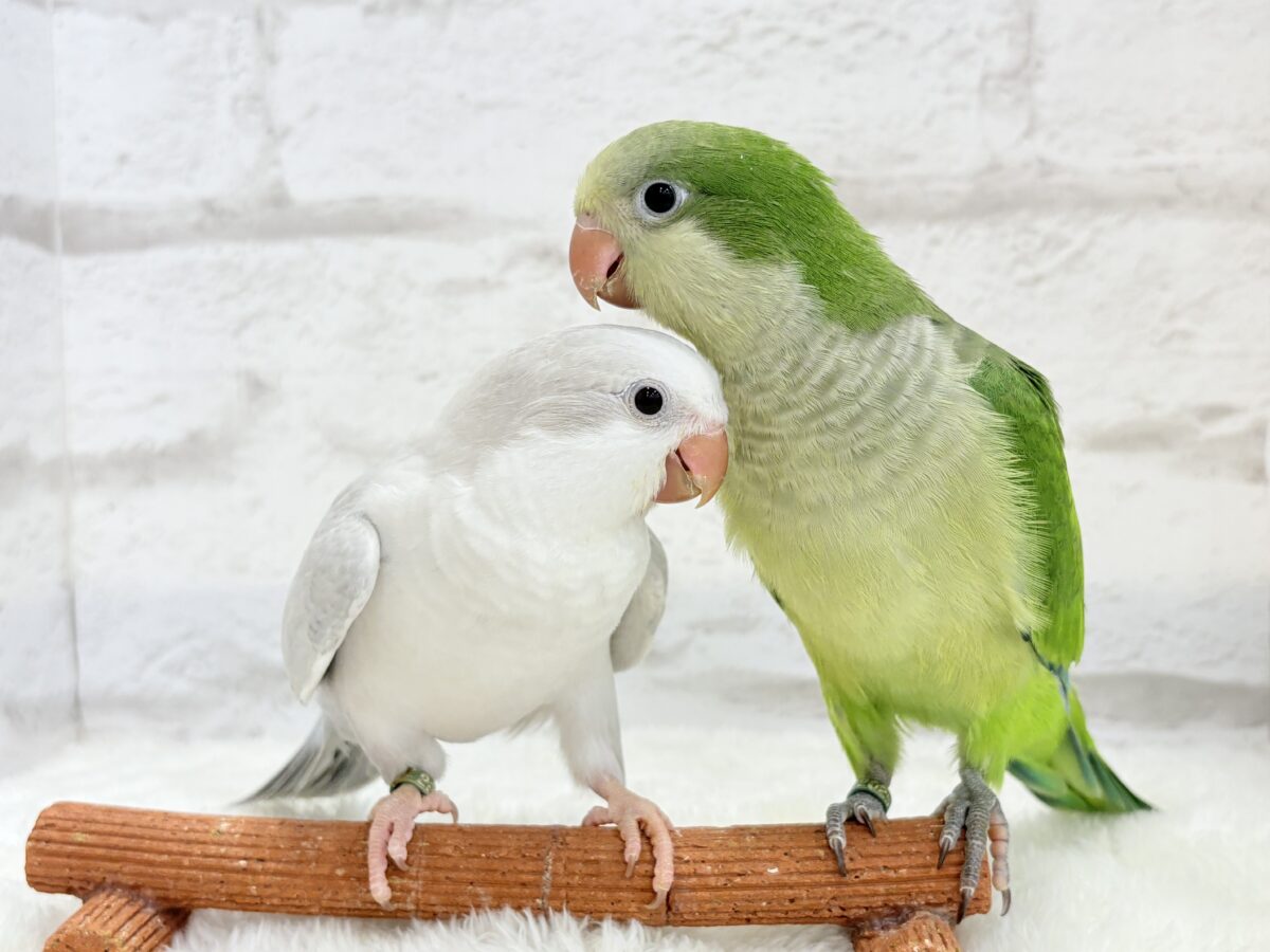 オキナインコ