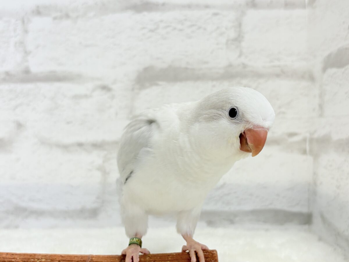 オキナインコ