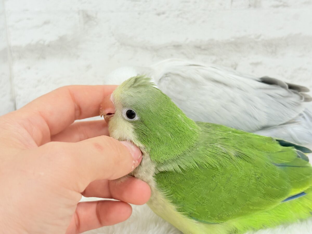 オキナインコ