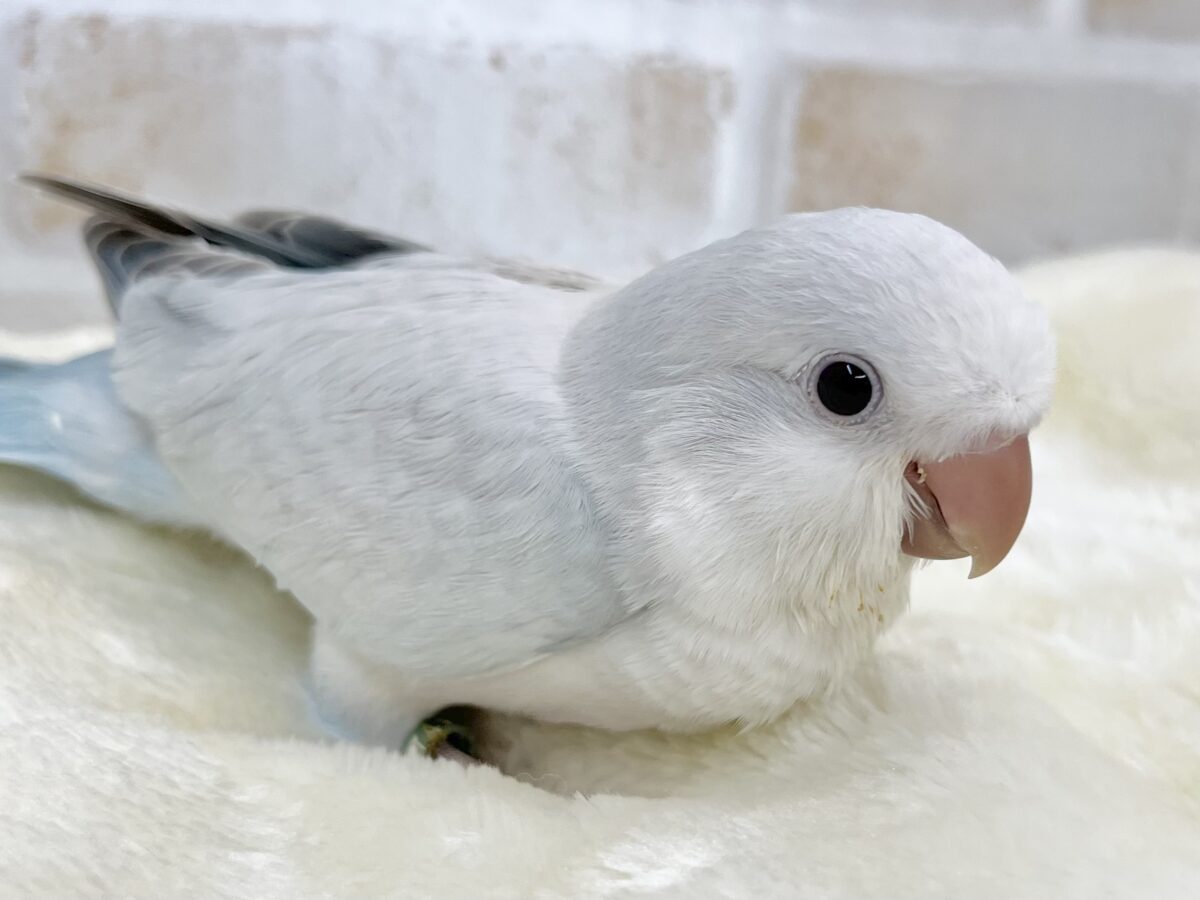 オキナインコ