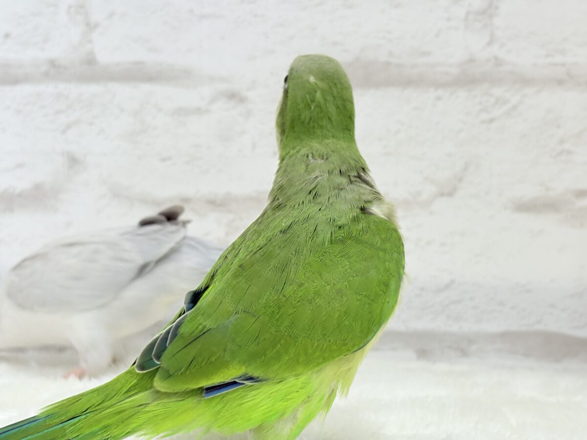 オキナインコ