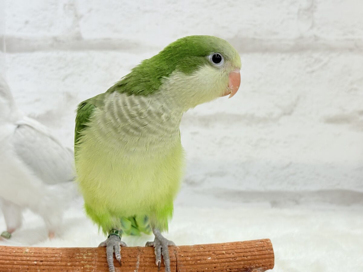オキナインコ