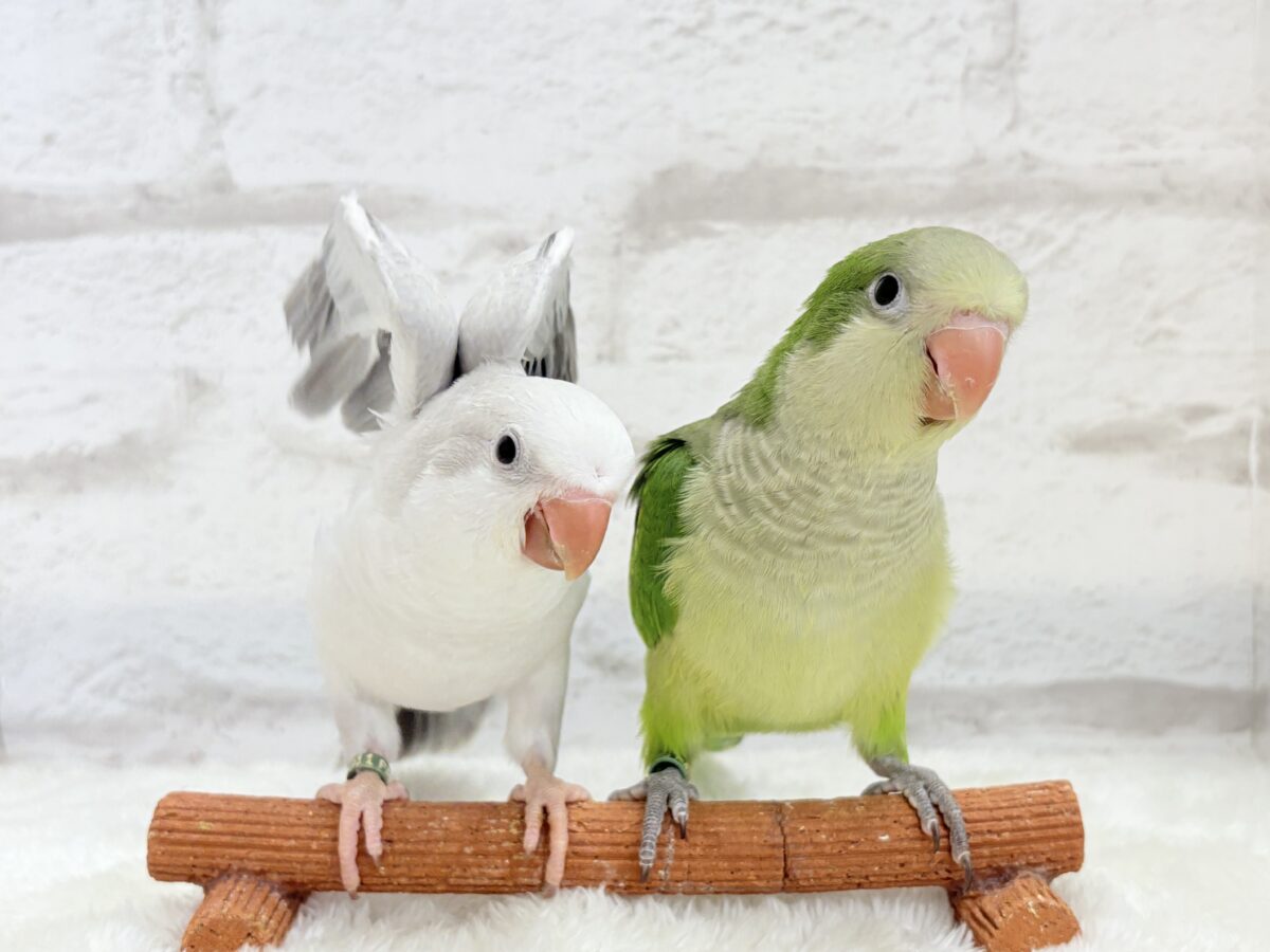 オキナインコ