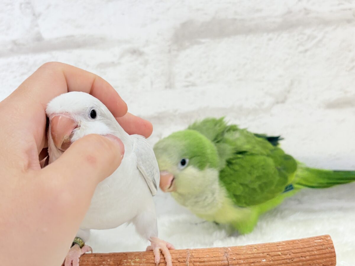 オキナインコ