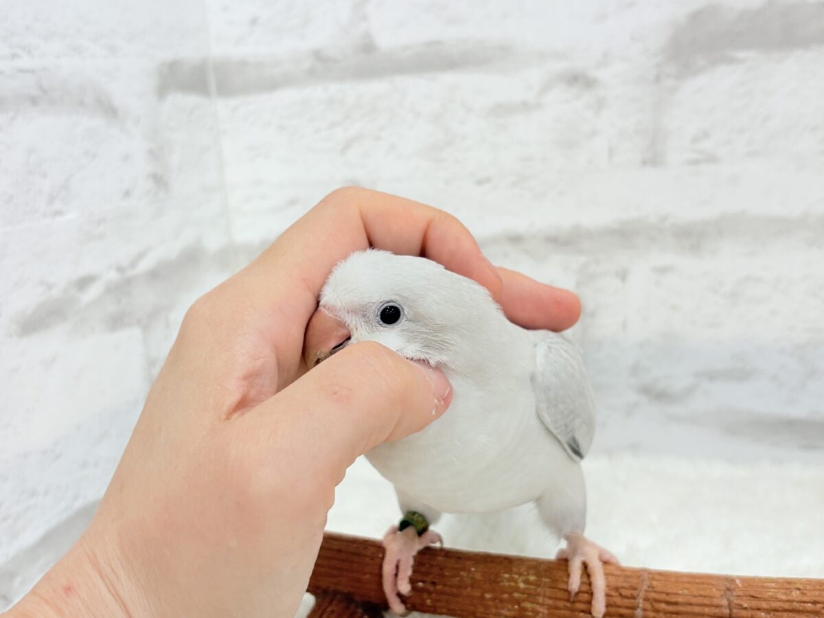 オキナインコ