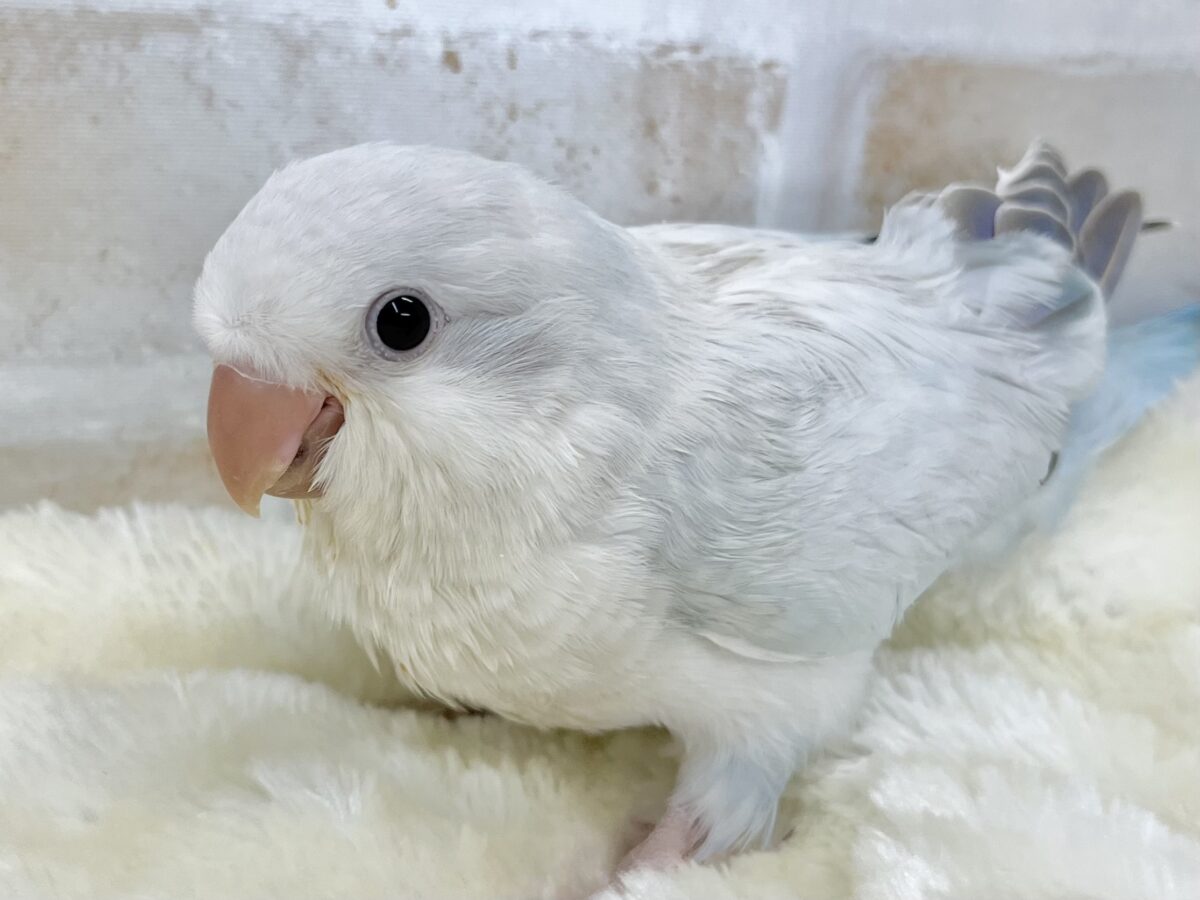オキナインコ