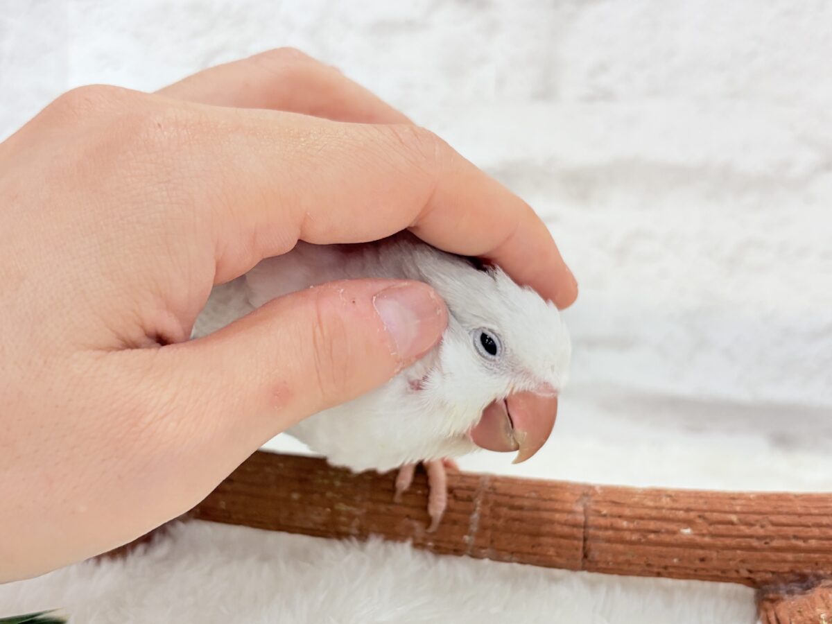 オキナインコ