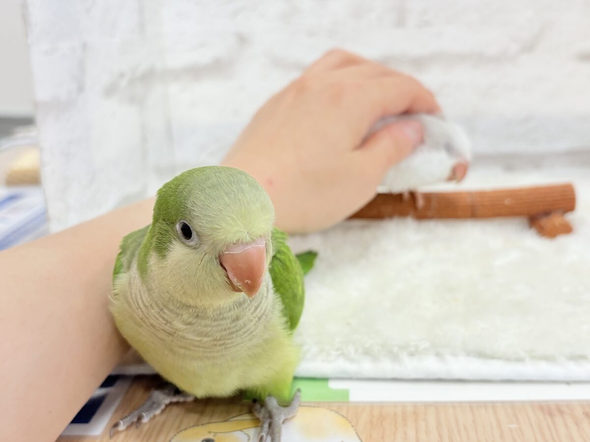 オキナインコ