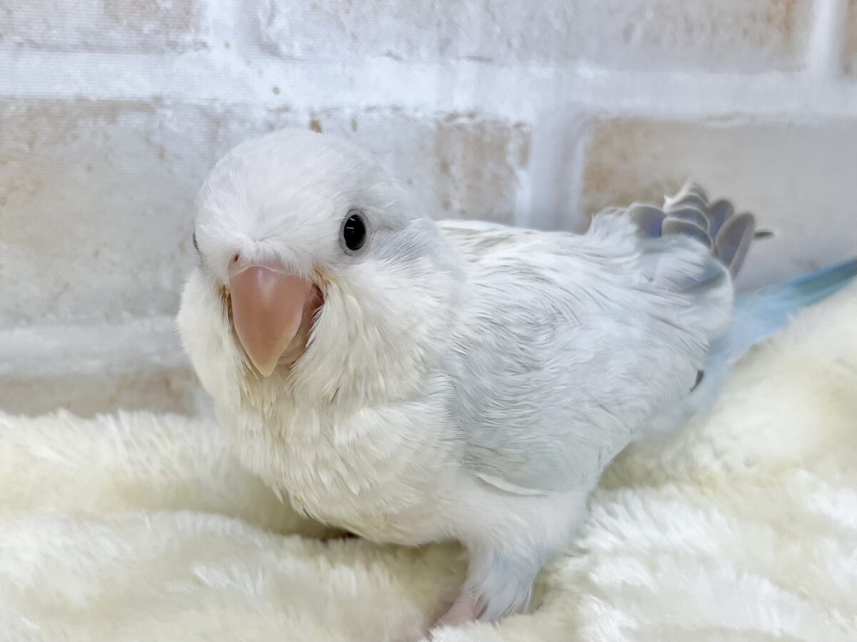 オキナインコ