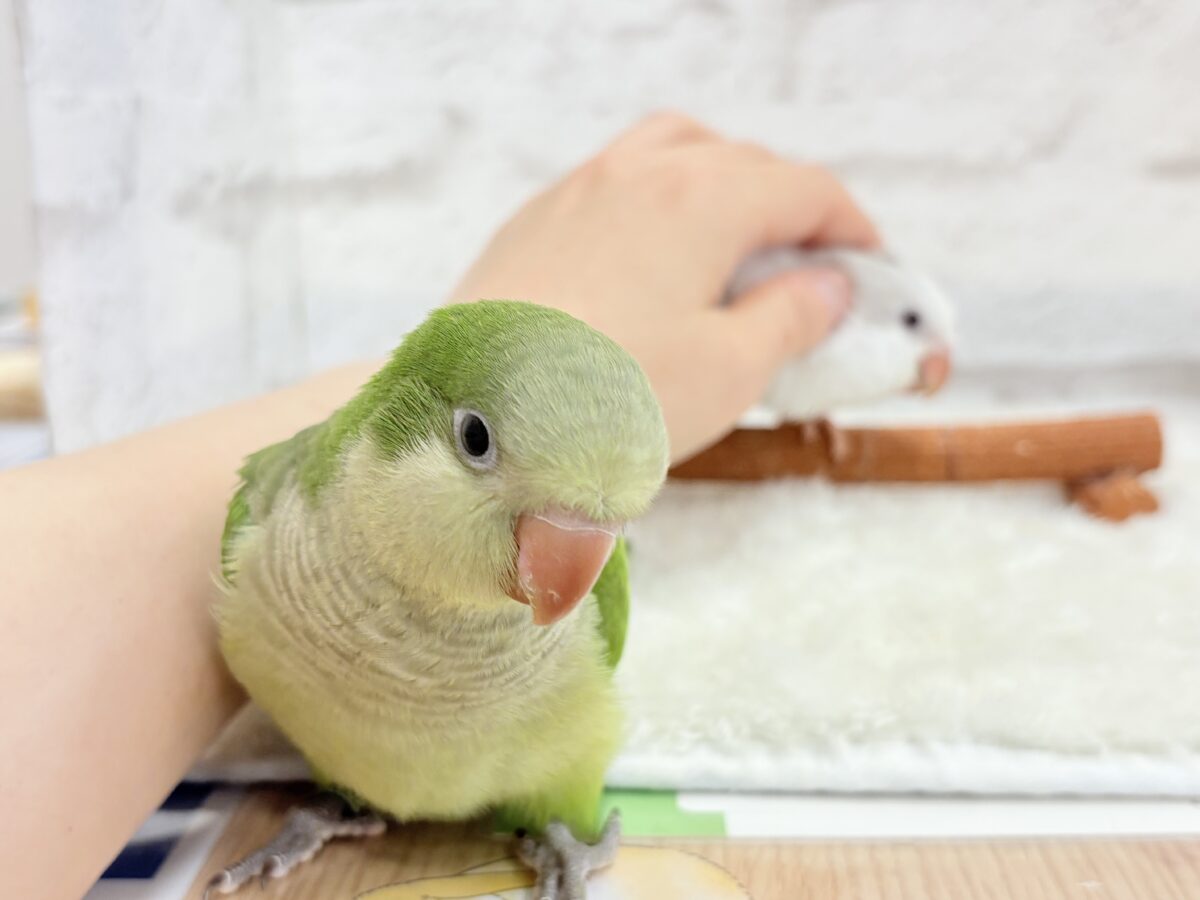 オキナインコ