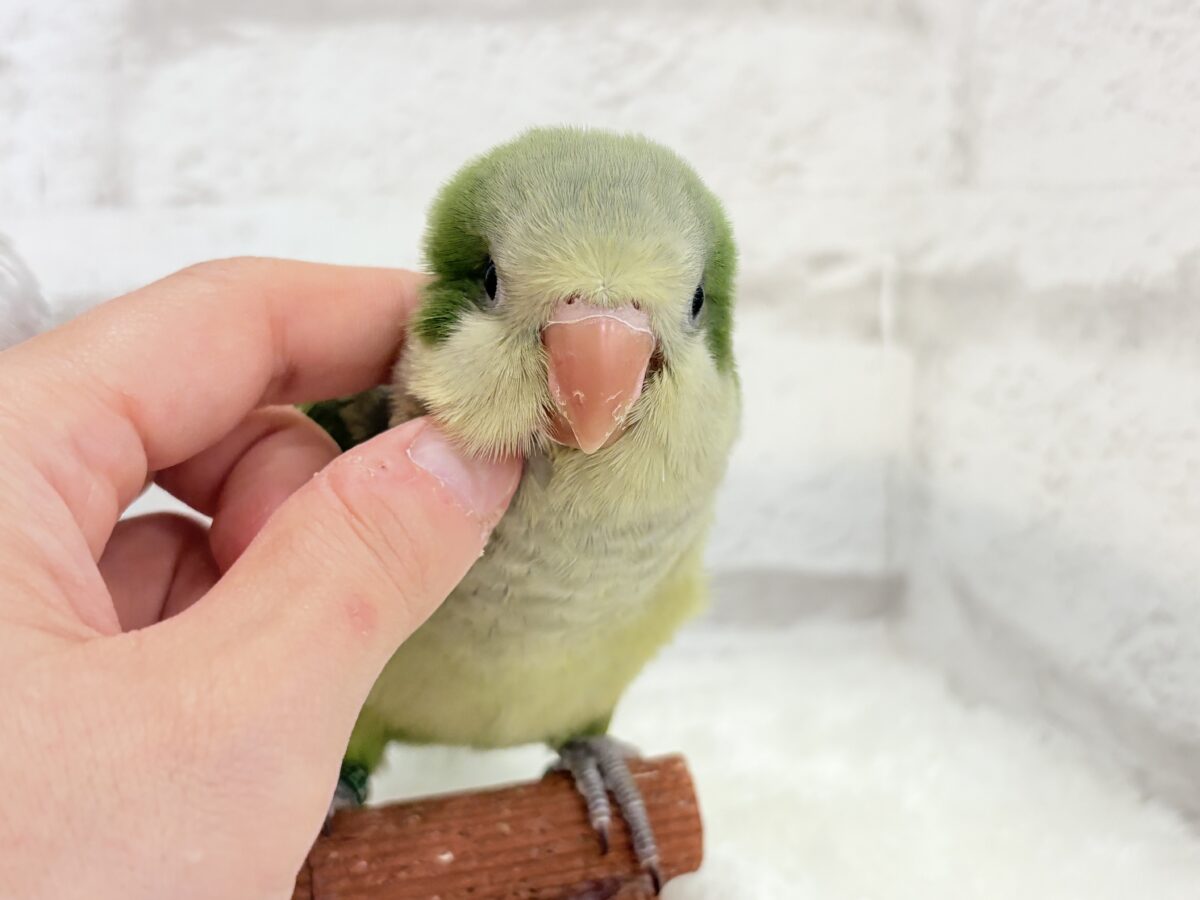 オキナインコ