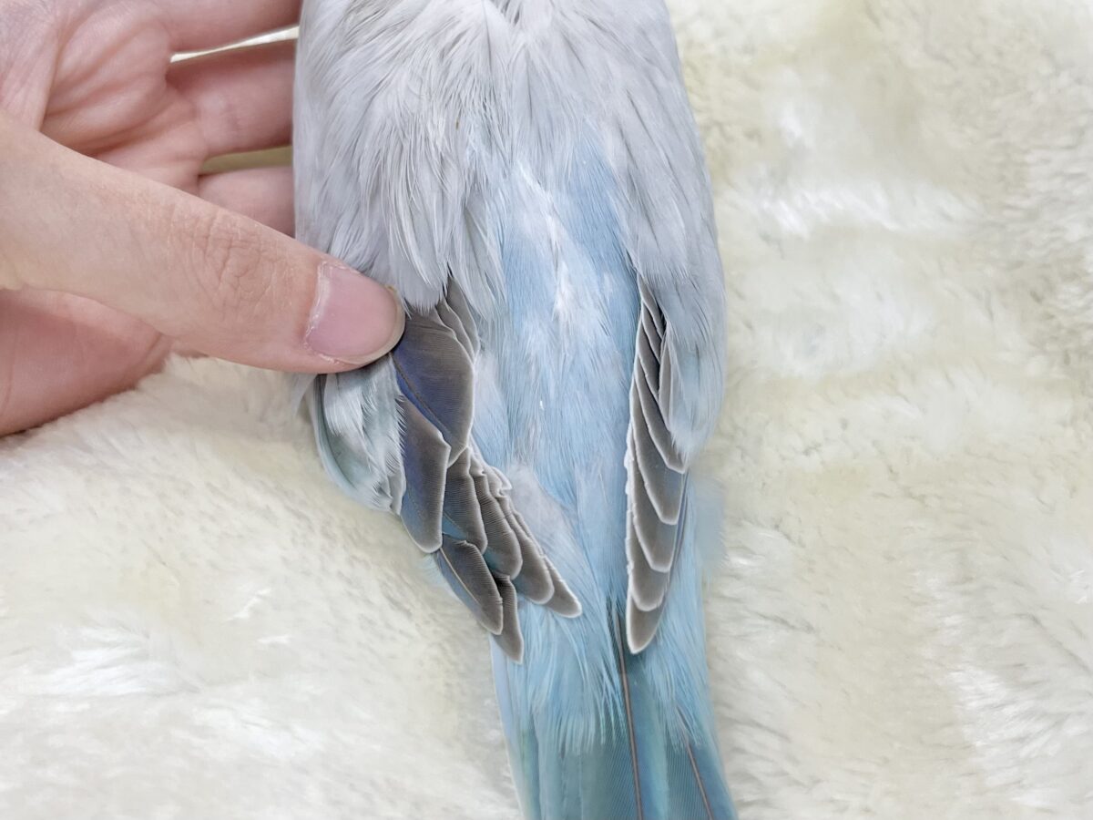 オキナインコ