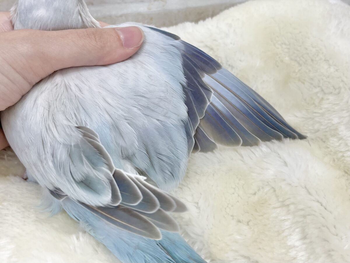 オキナインコ