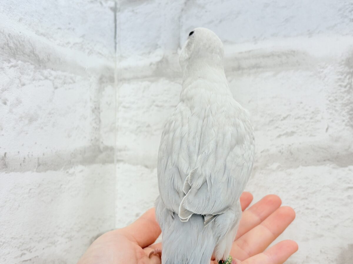 オキナインコ