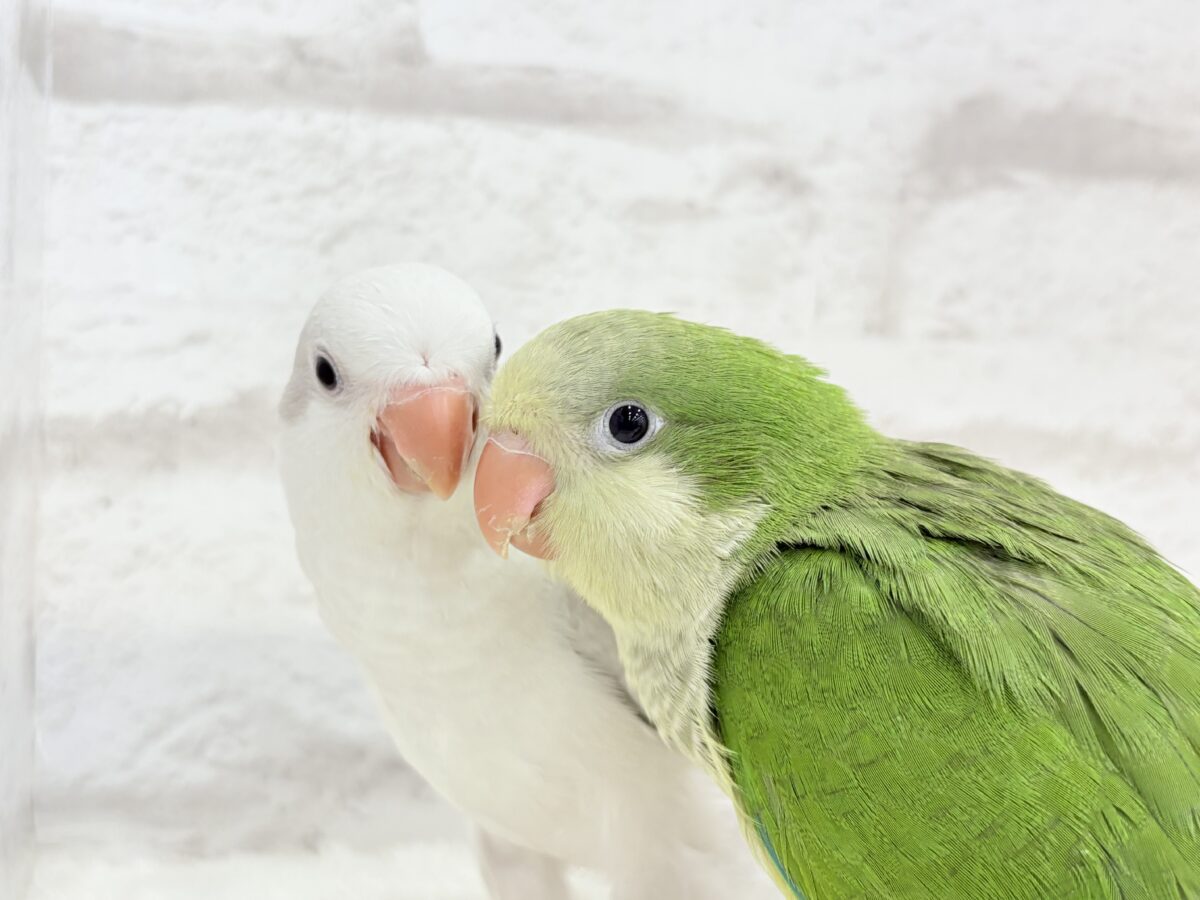 オキナインコ