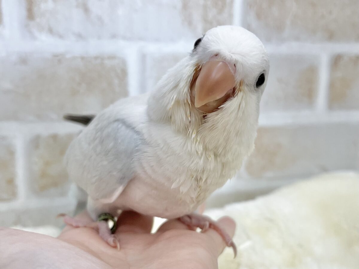 オキナインコ