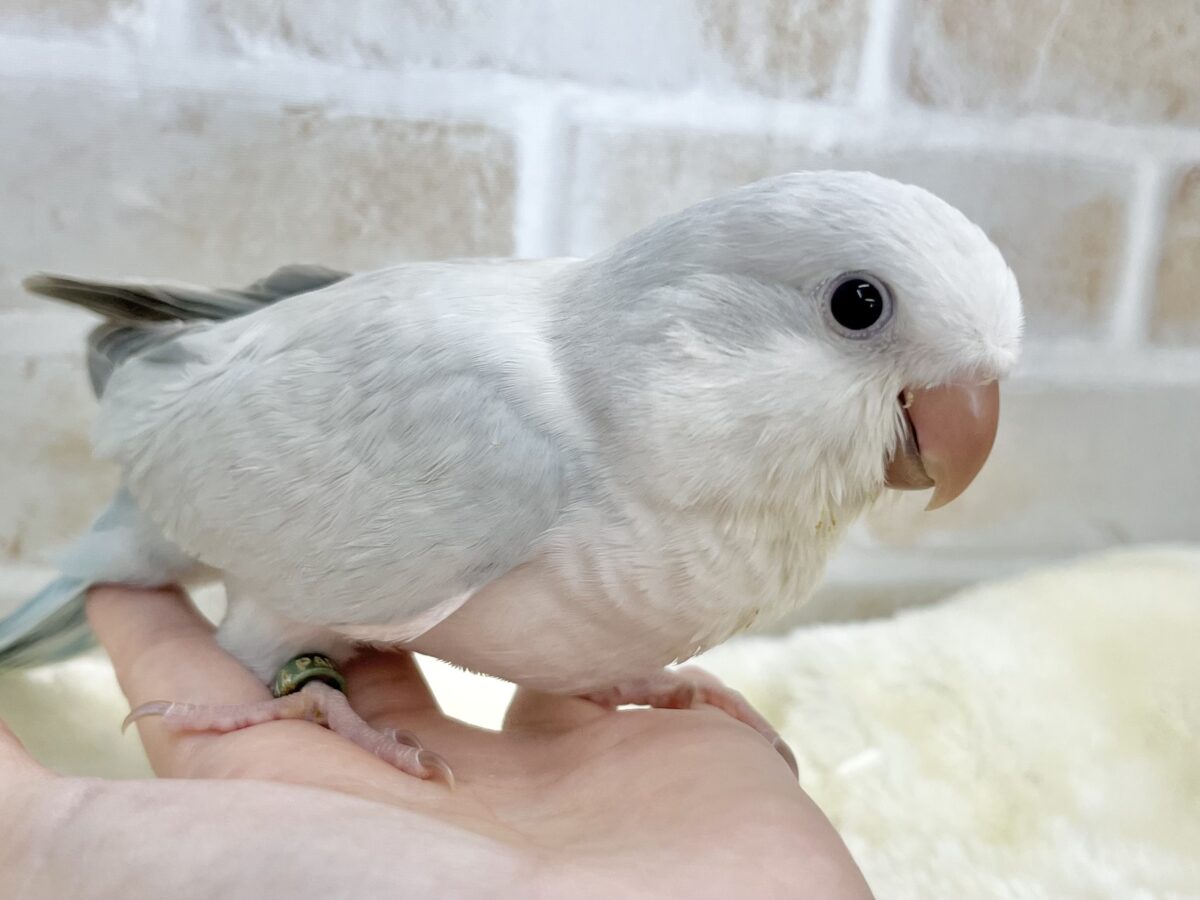 オキナインコ
