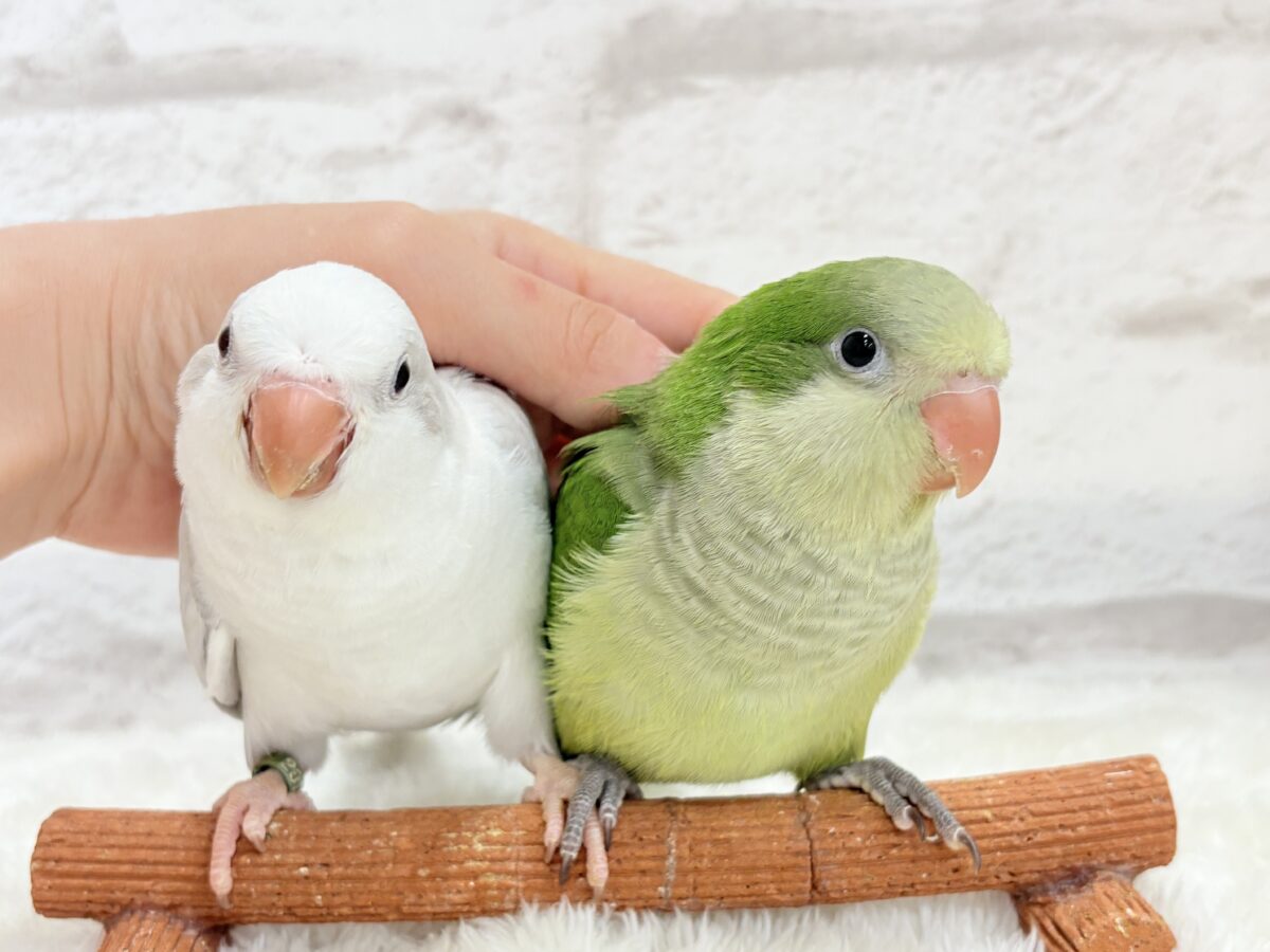 オキナインコ