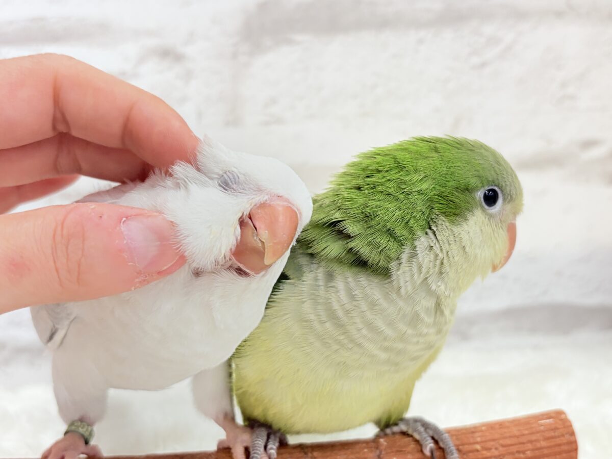 オキナインコ