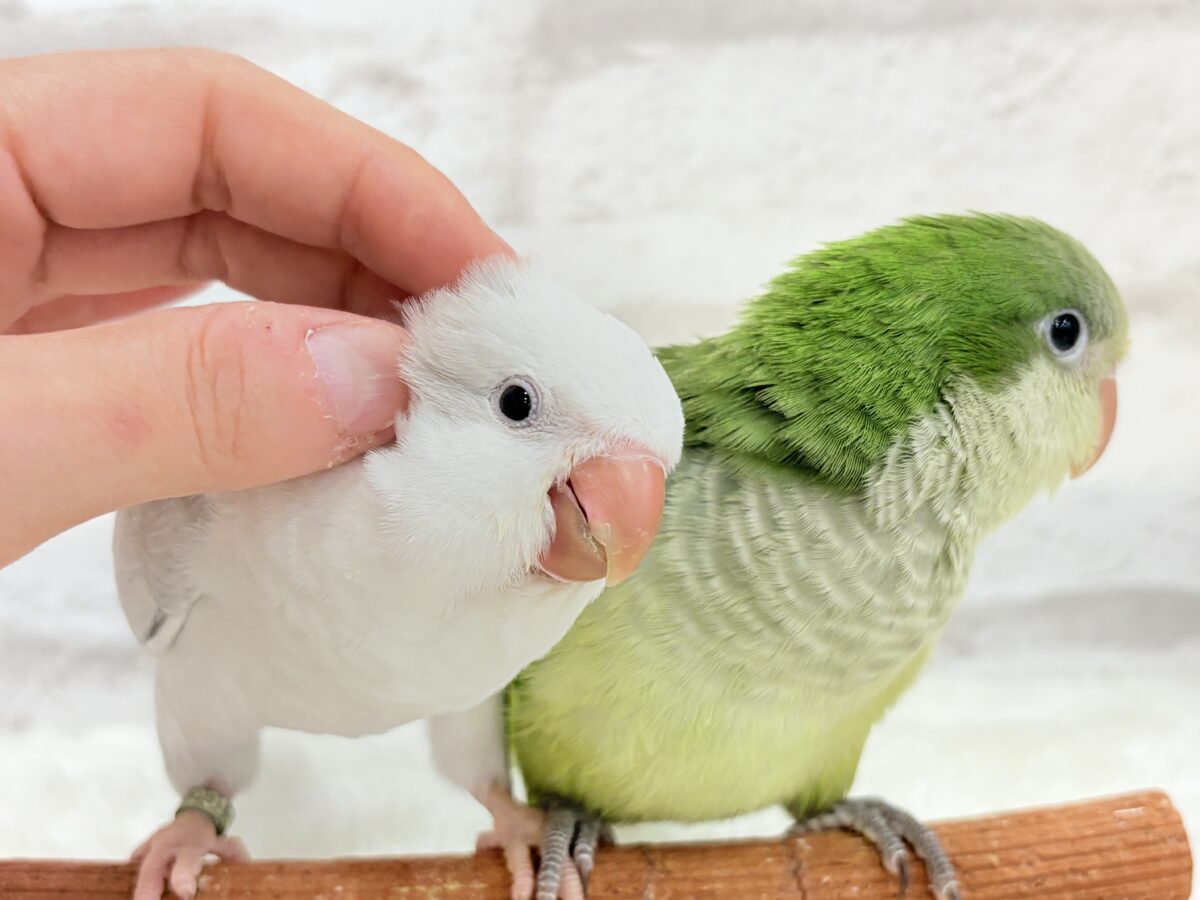 オキナインコ