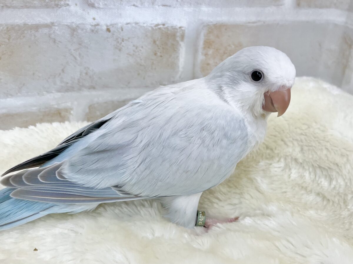 オキナインコ