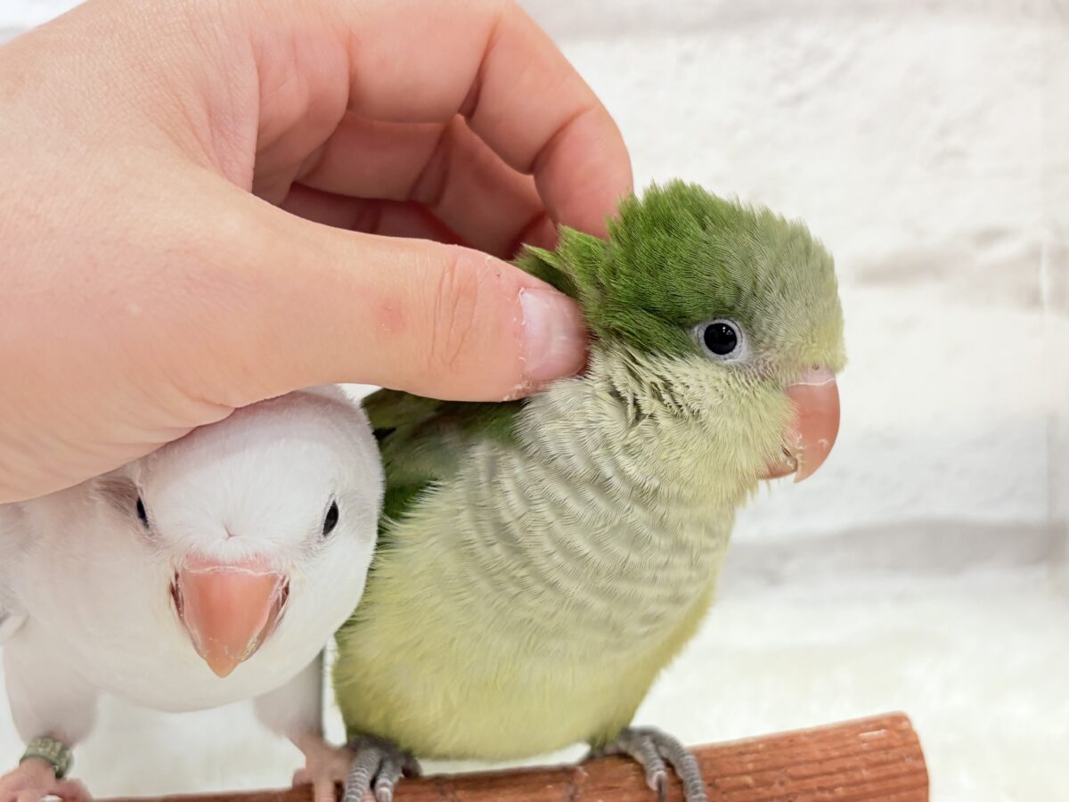 オキナインコ