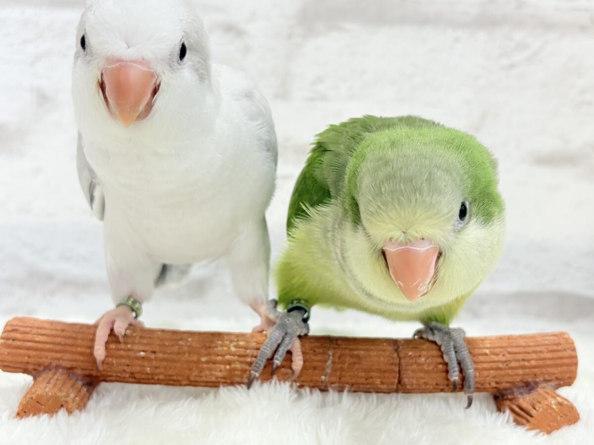 オキナインコ