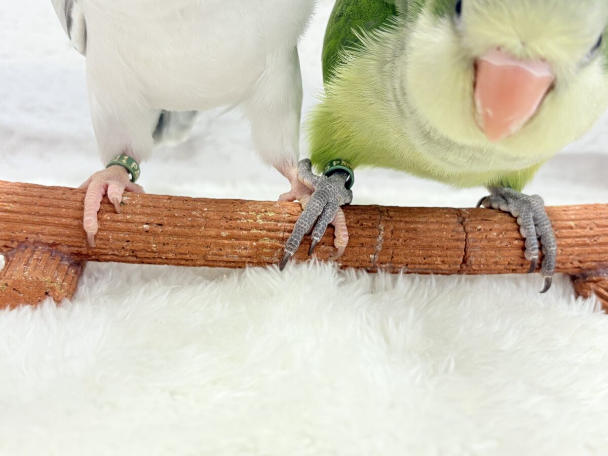 オキナインコ