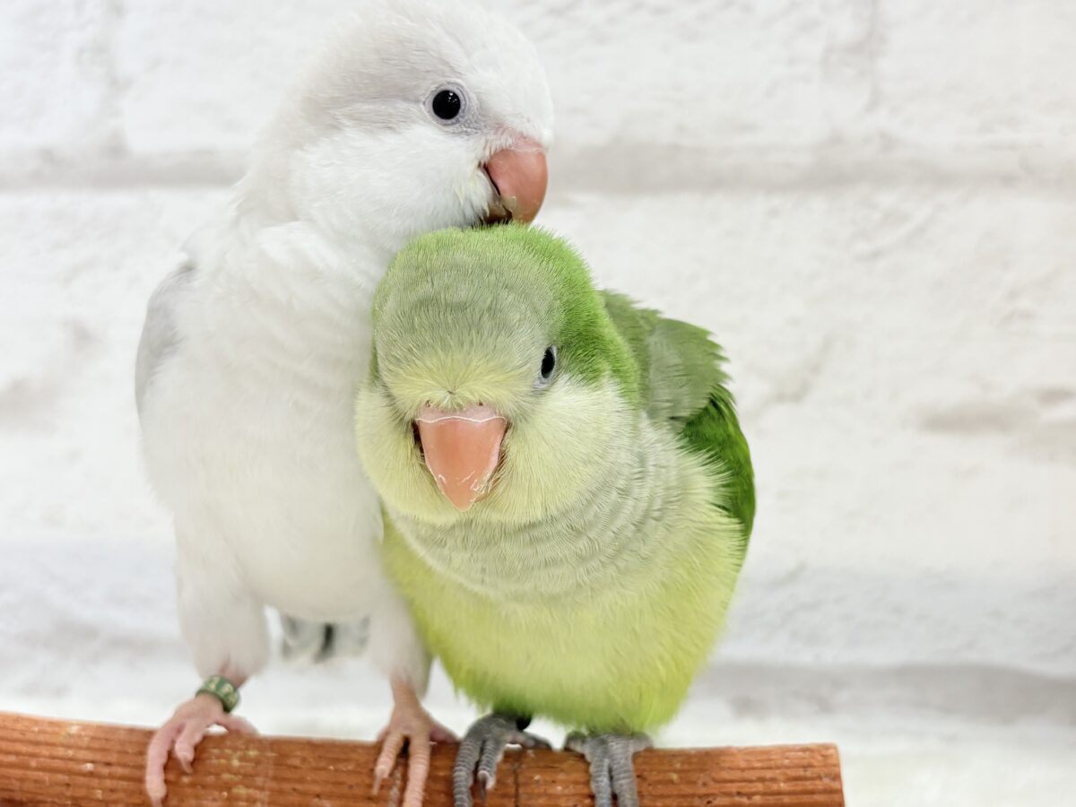 オキナインコ