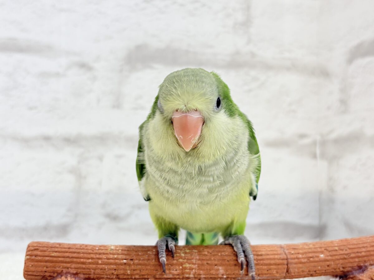 オキナインコ