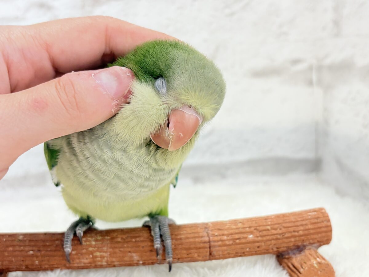 オキナインコ