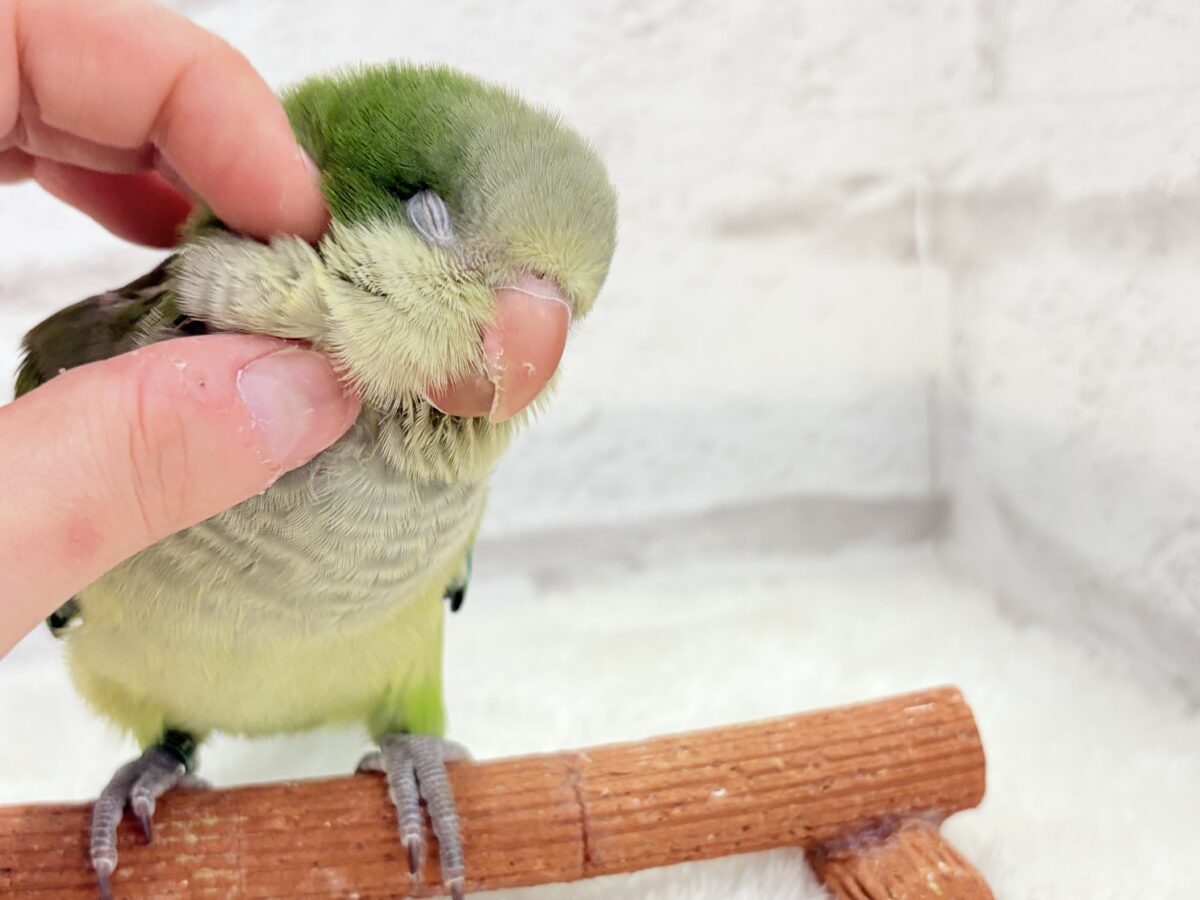 オキナインコ