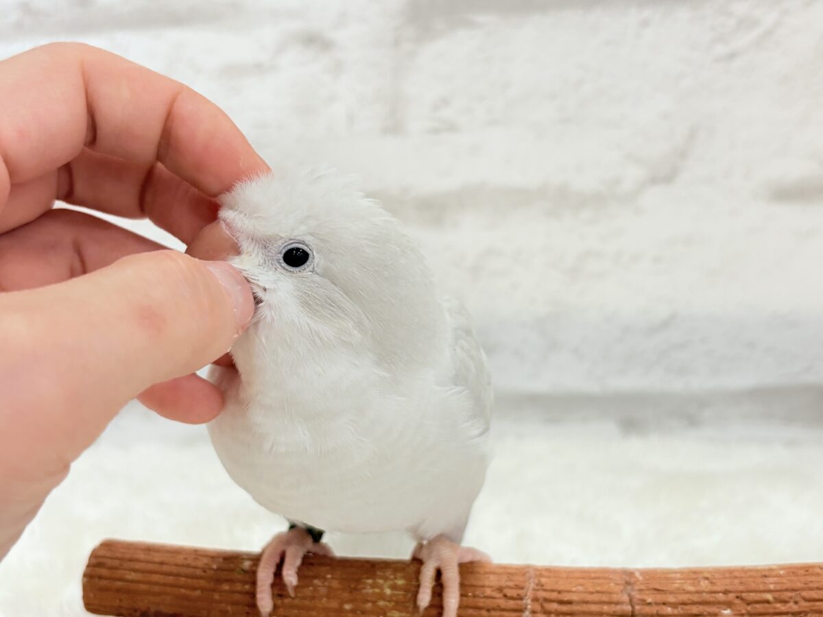 オキナインコ