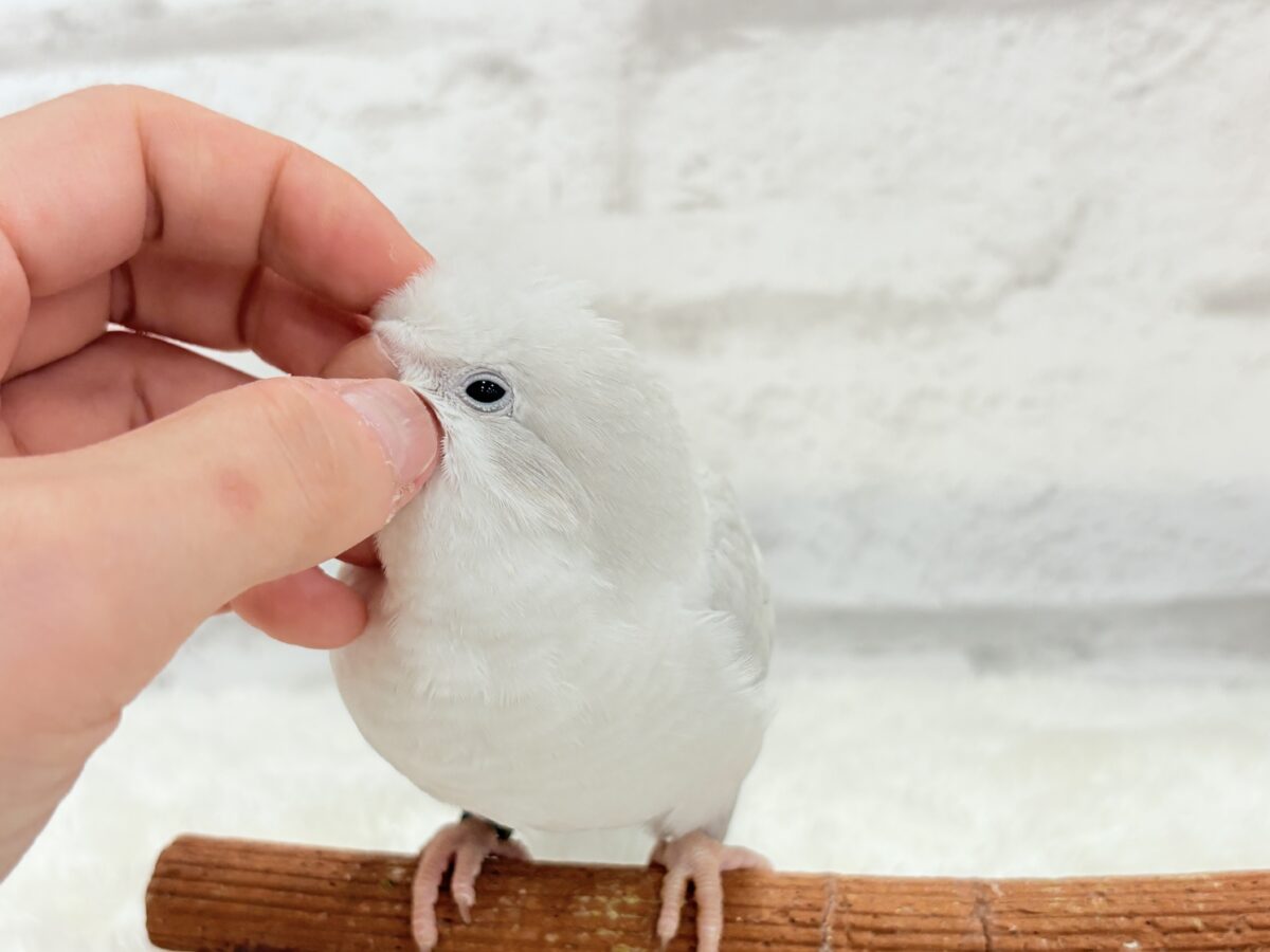 オキナインコ