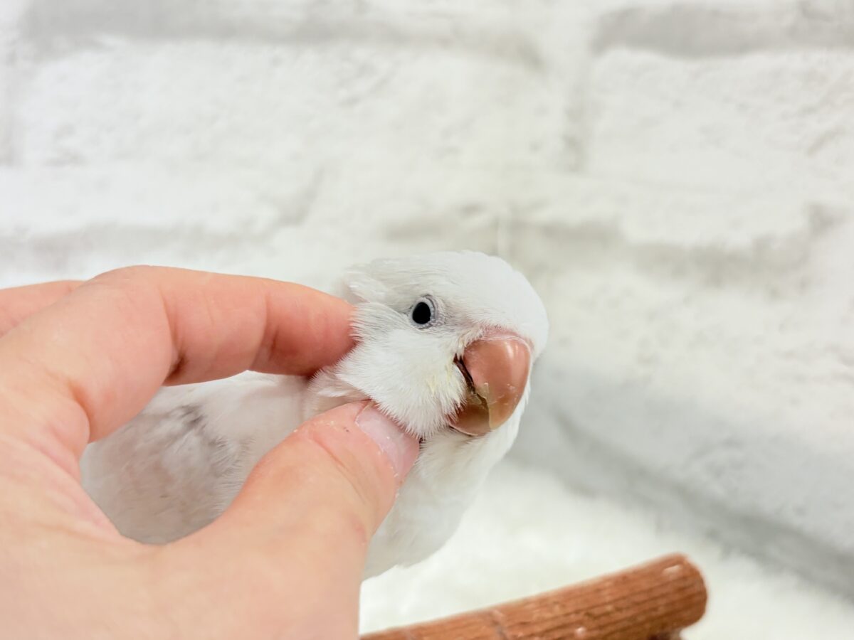 オキナインコ