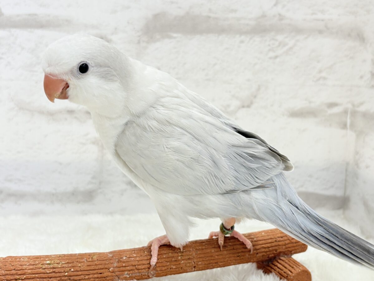 オキナインコ