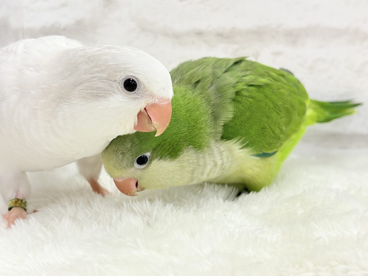 オキナインコ