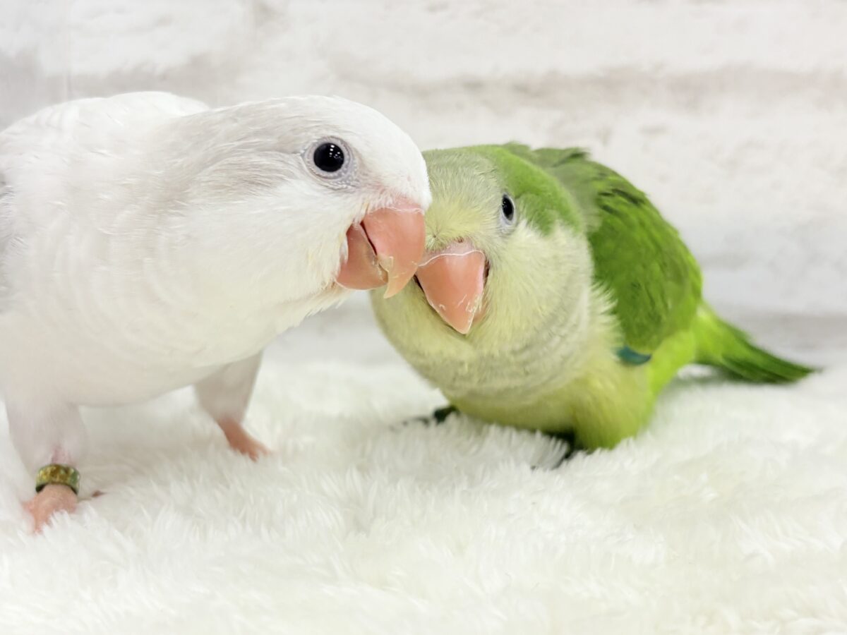オキナインコ