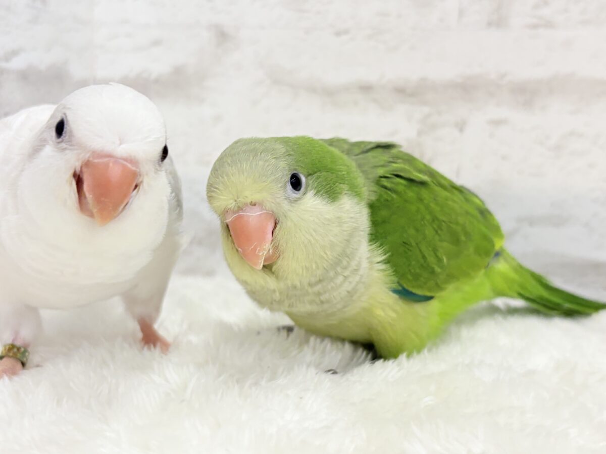 オキナインコ