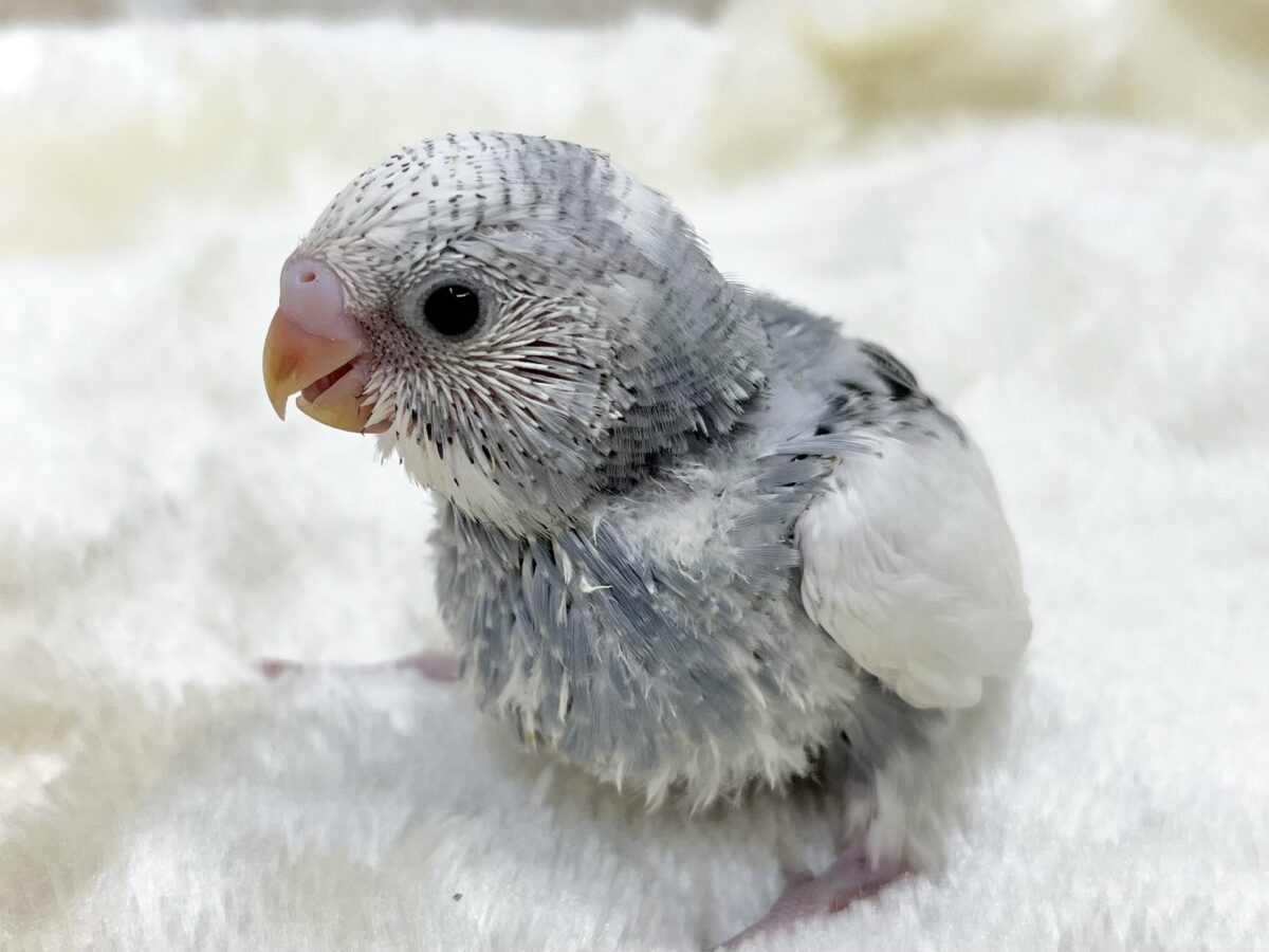 オシャレカラー💙🩶✨ セキセイインコ(モーブパイド) セキセイインコ