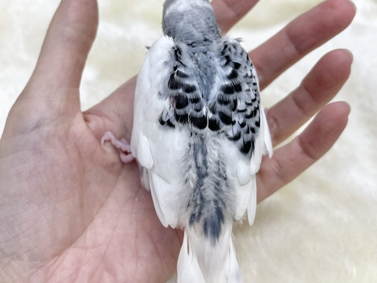 オシャレカラー💙🩶✨ セキセイインコ(モーブパイド) セキセイインコ