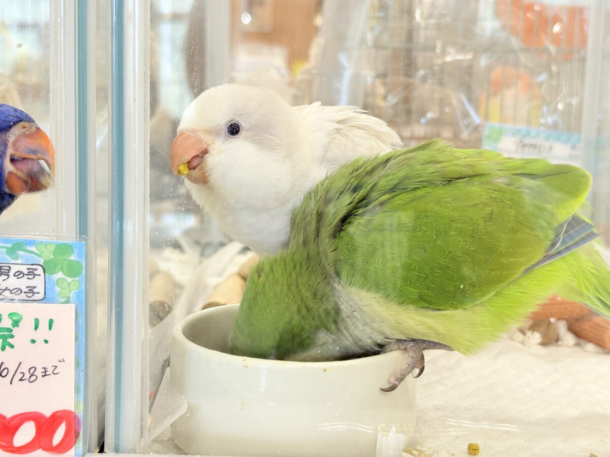 オキナインコ