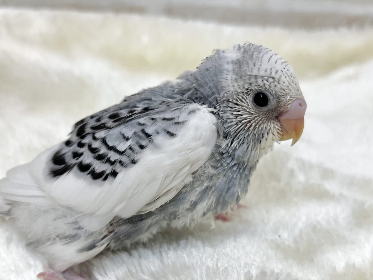 オシャレカラー💙🩶✨ セキセイインコ(モーブパイド) セキセイインコ