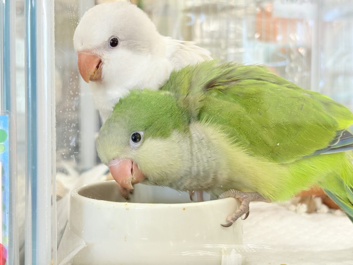オキナインコ