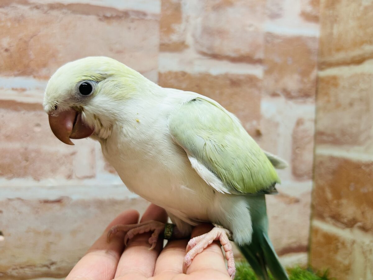 【☆最新画像更新☆】エメラルドグリーンカラー💚💚とっても美しいオキナインコさんがやってきました~🌟🌟 オキナインコ