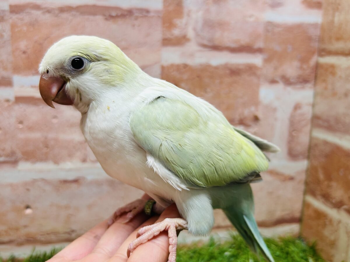 【☆最新画像更新☆】エメラルドグリーンカラー💚💚とっても美しいオキナインコさんがやってきました~🌟🌟 オキナインコ