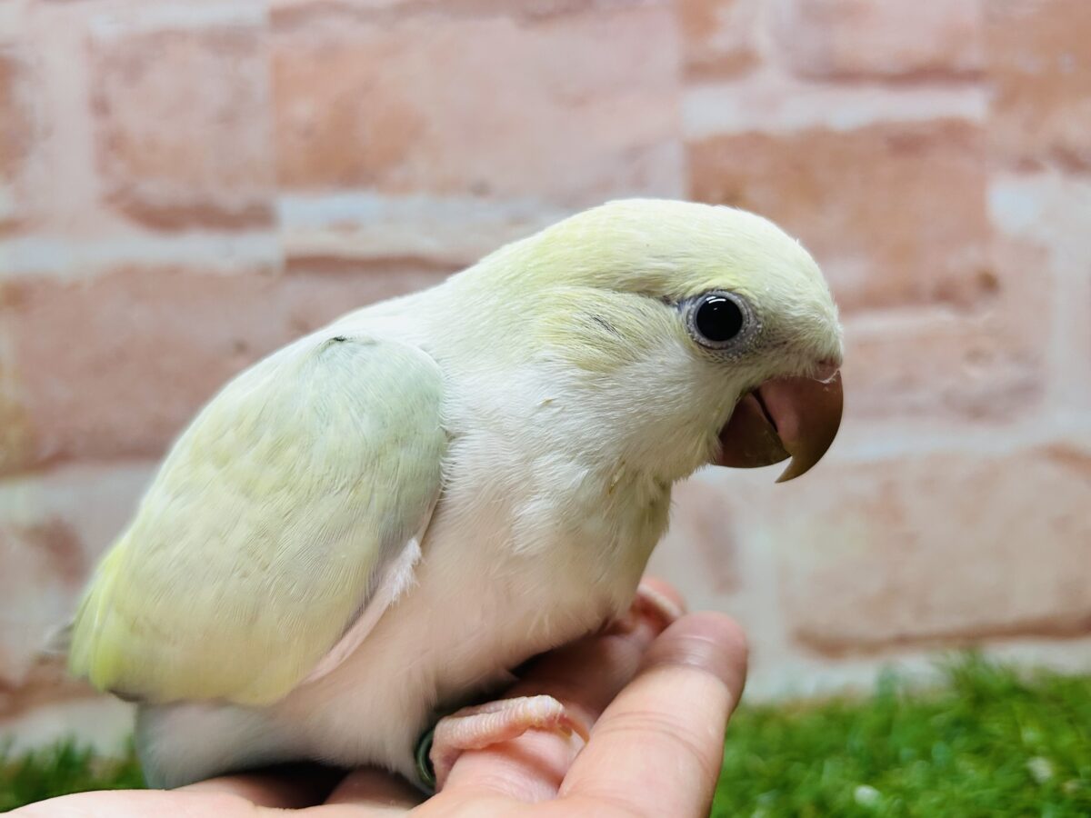 【☆最新画像更新☆】エメラルドグリーンカラー💚💚とっても美しいオキナインコさんがやってきました~🌟🌟 オキナインコ