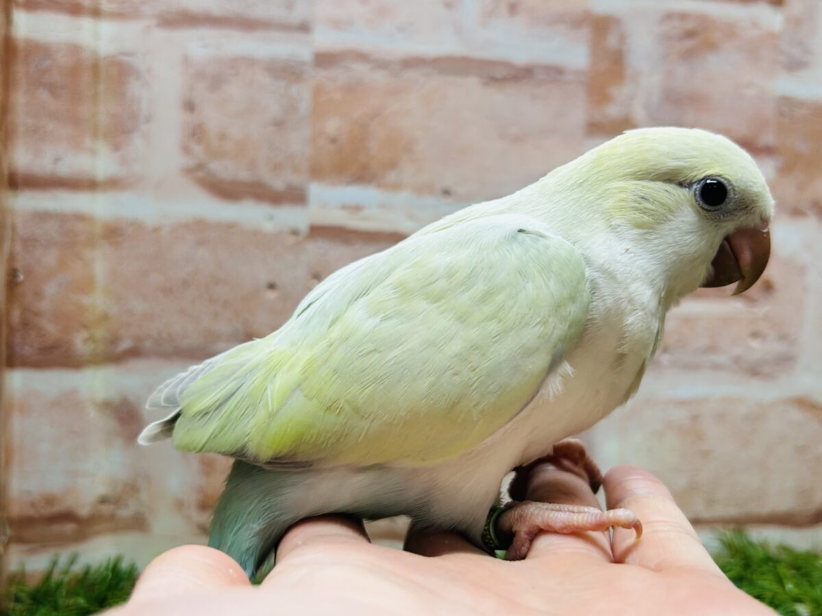 【☆最新画像更新☆】エメラルドグリーンカラー💚💚とっても美しいオキナインコさんがやってきました~🌟🌟 オキナインコ